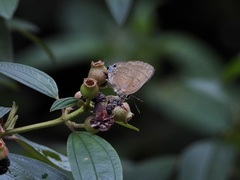 Rapala pheretima sequeira