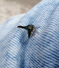 Umbonia crassicornis