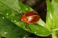Ellipticus testaceus