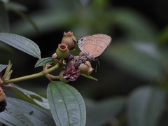 Rapala pheretima sequeira
