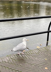 Larus argentatus