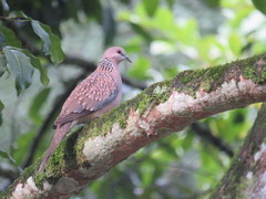 Streptopelia chinensis