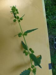 Urtica chamaedryoides