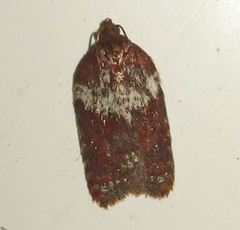 Acleris celiana