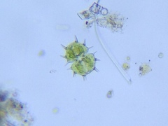 Xanthidium antilopaeum