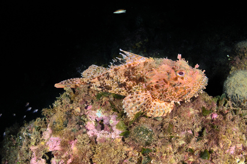 Bigscale scorpionfish (Scorpaena scrofa) — Scorpaenidae — 4
