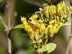 Zelus laticornis