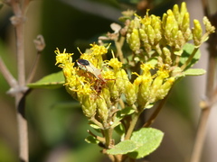 Zelus laticornis