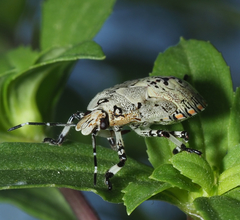 Apateticus lineolatus