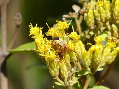 Zelus laticornis