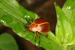 Ellipticus testaceus