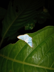 Leuciris