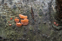 Ditangium cerasi
