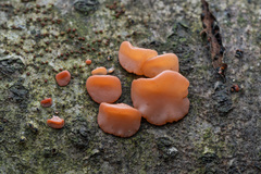 Ditangium cerasi