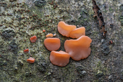 Ditangium cerasi