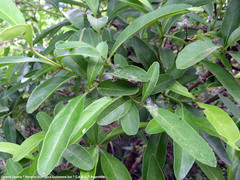 Citharexylum montevidense