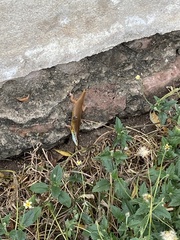 Trachylepis quinquetaeniata