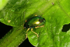 Colaspis laeta