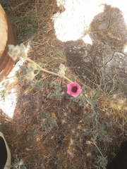 Sphaeralcea tehuelches