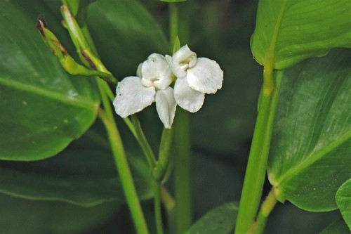 Maranta sobolifera, photograph 4