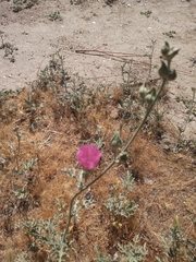 Sphaeralcea tehuelches