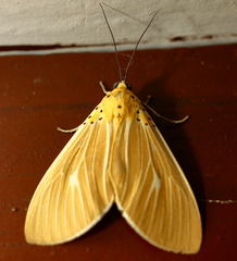 Asota producta