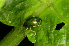 Colaspis laeta