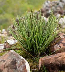 Cheilanthes micropteris
