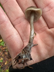 Tephrocybe