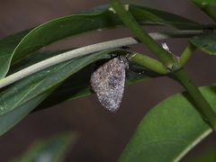 Logania marmorata damis