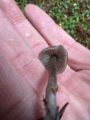 Tephrocybe