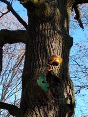 Cerioporus squamosus