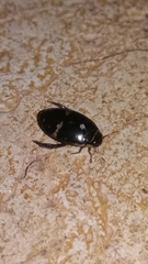 Thermonectus