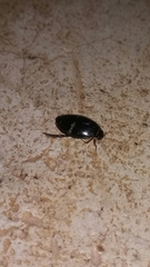 Thermonectus
