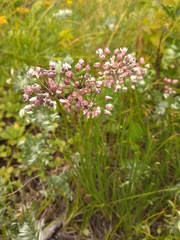 Allium rubens