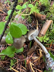 Tephrocybe