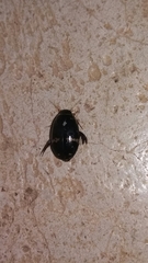 Thermonectus