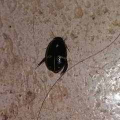 Thermonectus