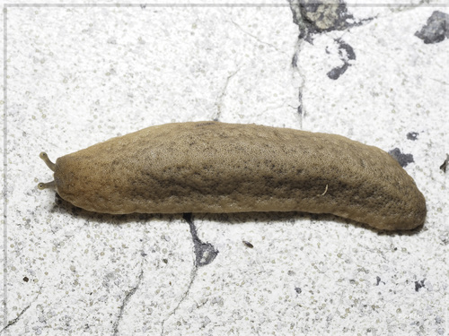 Caribbean Leatherleaf Slug