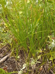 Allium rubens