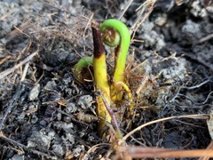 Matteuccia struthiopteris