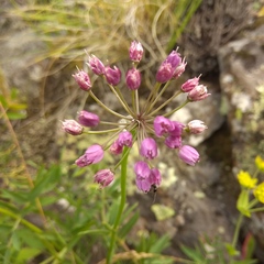 Allium rubens