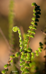 Cheilanthes micropteris