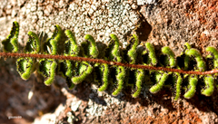 Cheilanthes micropteris
