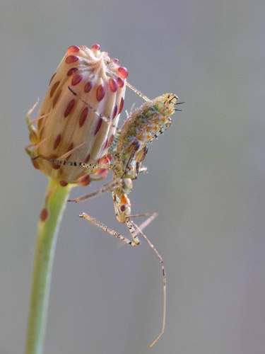 Leafhopper Assassin Bug