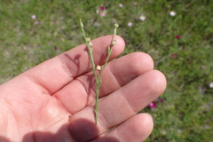 Linum imbricatum