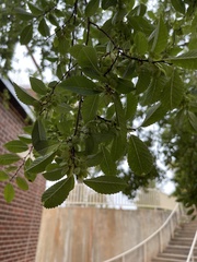 Magnoliopsida