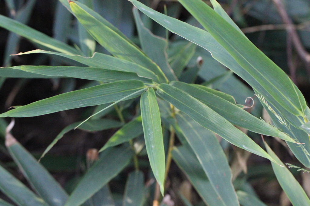 Indocalamus sinicus