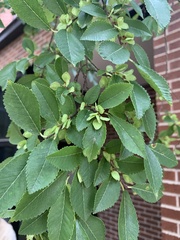 Ulmus parvifolia