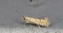 Phyllonorycter ostryaefoliella